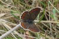 Aricia agestis