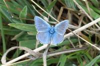 Polyommatus icarus