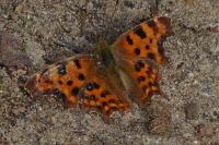 Polygonia c-album