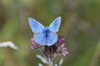 Lysandra bellargus