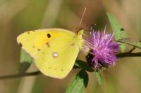 Colias crocea