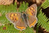Lycaena phlaeas
