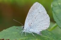 Celastrina argiolus