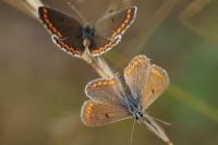 Aricia agestis