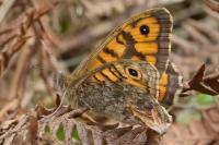 Lasiommata megera