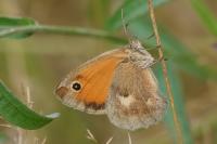 Coenonympha pamphilus