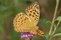 Argynnis paphia