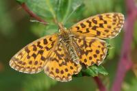 Boloria dia