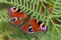 Aglais io