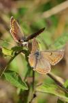 Aricia agestis