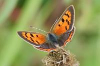 Lycaena phlaeas