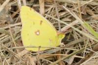 Colias crocea
