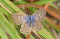 Leptotes pirithous