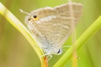 Lampides boeticus