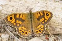 Lasiommata megera