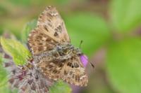 Carcharodus alceae