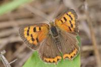 Lycaena phlaeas