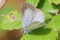 Celastrina argiolus