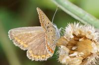 Polyommatus icarus