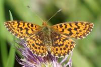 Boloria dia