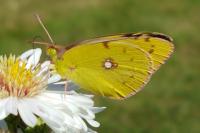 Colias crocea