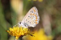 Aricia agestis