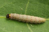 Carcharodus alceae