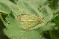 Pieris brassicae