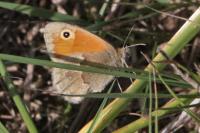 Coenonympha pamphilus