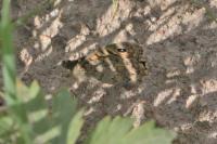 Lasiommata megera