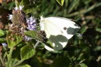 Pieris brassicae
