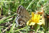 Cacyreus marshalli