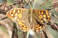 Pararge aegeria