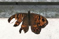 Lasiommata megera