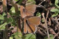 Cacyreus marshalli