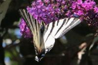 Iphiclides podalirius