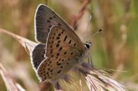 Lycaena tityrus