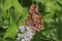Polygonia c-album