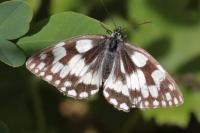 Melanargia galathea