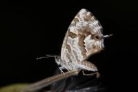 Cacyreus marshalli