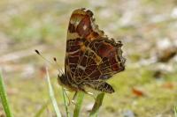 Araschnia levana