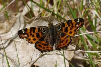 Araschnia levana