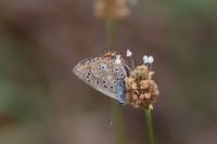 Polyommatus icarus