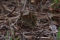 Lasiommata megera