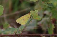 Colias crocea