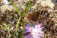 Aricia agestis