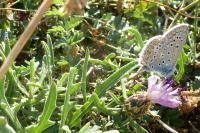 Polyommatus icarus