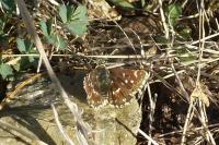 Spialia sertorius
