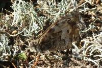 Hipparchia semele