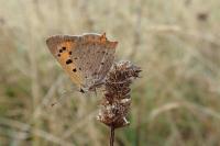 Lycaena phlaeas